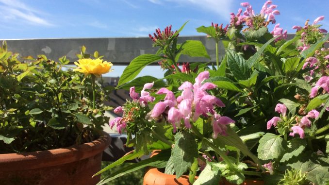 Balkonblumen