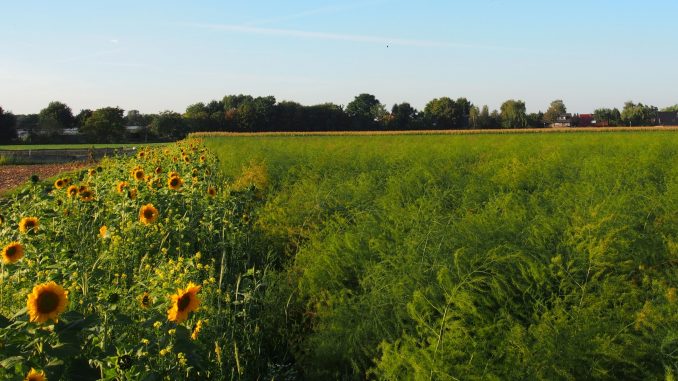 Blühstreifen für die Artenvielfalt – deutsche Spargelproduzenten lassen Feldränder erblühen